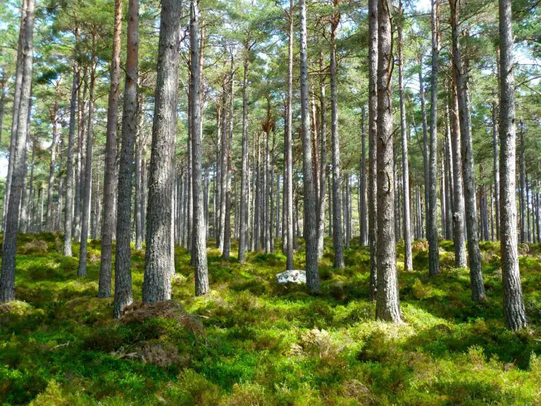 5 lekar för kalas i skogen (och gratis skogsbingo!)